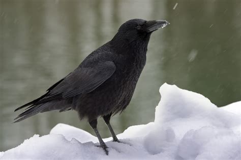 Filecarrion Crow Corvus Corone Wikimedia Commons