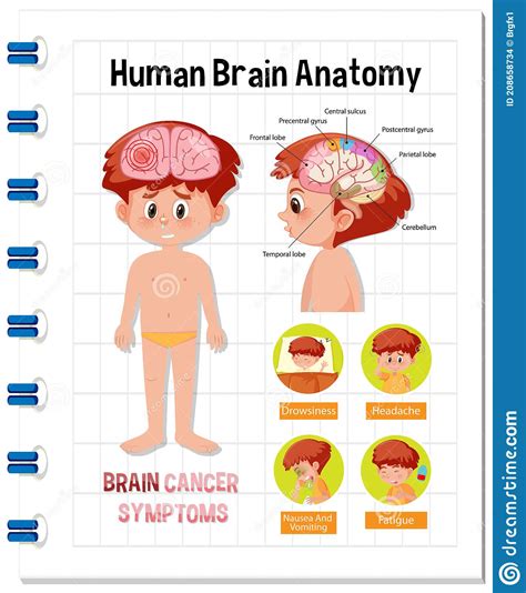 Information Poster Of Human Brain Diagram Stock Vector Illustration
