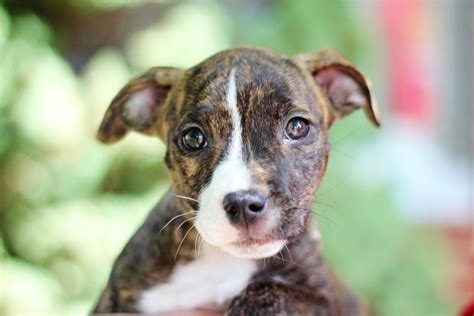 The best thing you can do is care for the runt or fader with the veterinarian's help or advice. pitbull puppy | Pittieful Love