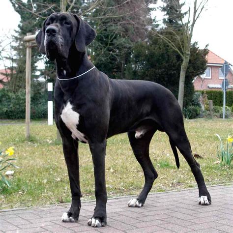 Great Dane The Worlds Tallest Dog Breed Information And Images K9rl