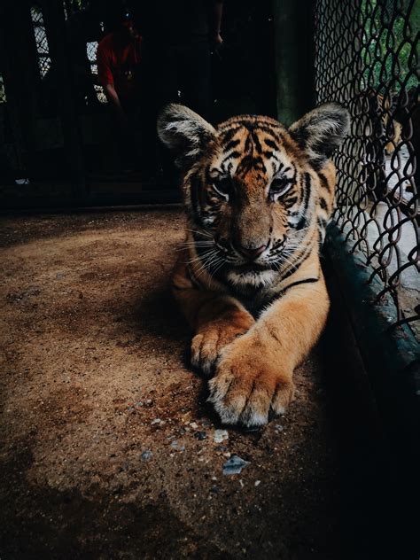 Free Images Animal Wildlife Zoo Fauna Cage Paw Tiger Big Cats