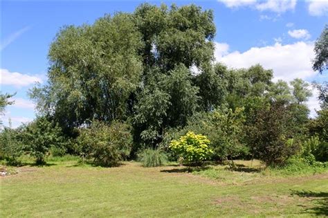 The Willow Tree Garden Soham Ely Uk Field Lover