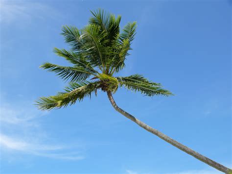 Coconut Tree Free Stock Photo Public Domain Pictures