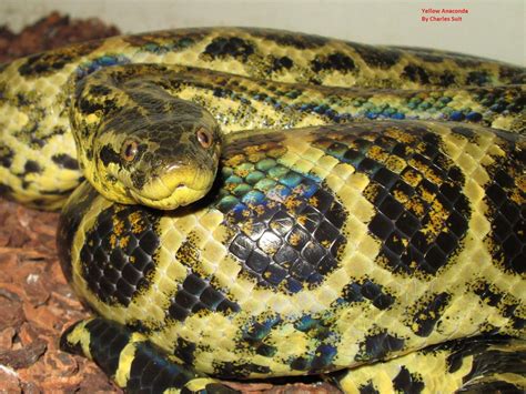 Yellow Anaconda Cool Snakes Colorful Snakes Snake Breeds All About