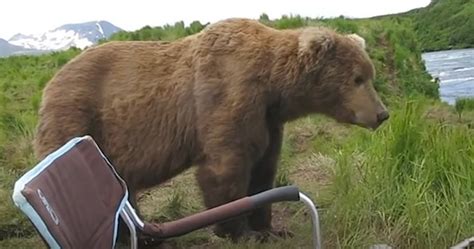 Wild Brown Bear Comes And Sits Next To Man In Camping Chair