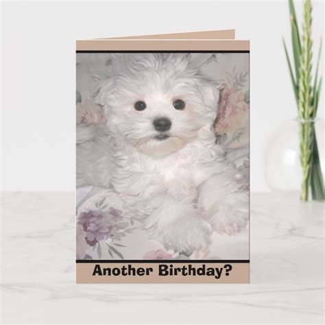 Another Birthday Maltese Puppy Greeting Card Uk
