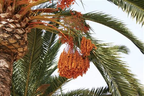 medjool date palm indoors for sale growing zone tree arad branding