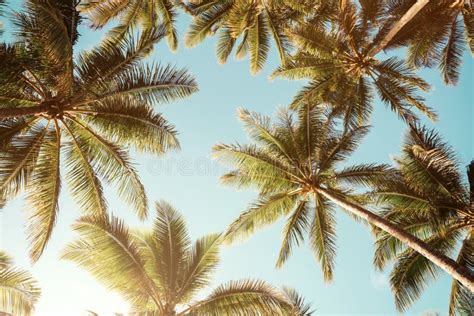 Low Angle View Of Tropical Palm Trees Over Clear Blue Sky Stock Image