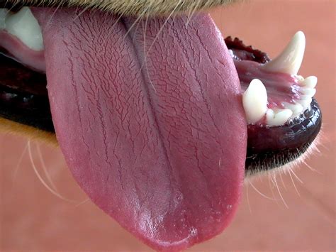 Dogs Tongue Free Photo Download Freeimages