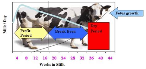 Partitioning Of Nutrients During Lactation In Dairy Animals The