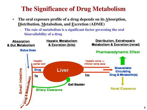 Ppt Predicting Human Drug Metabolism And Pharmacokinetics In Drug