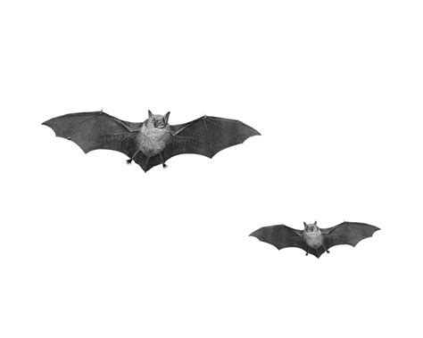 Bat PNG Transparent Images | PNG All png image