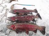 Images of Ice Fishing Rainbow Trout