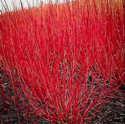 Red Twig Dogwood Live Plant Fast Growing Trees Bushes Shrubs Etsy