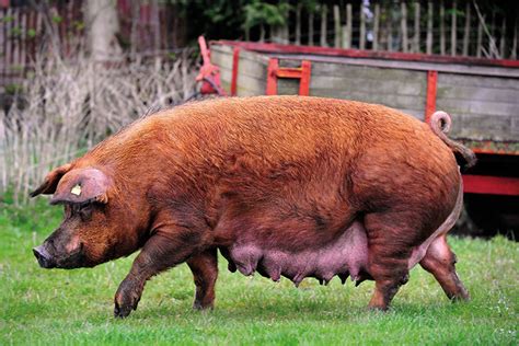 Breed Standards British Pig Association
