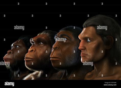 Human Evolution Stages Hi Res Stock Photography And Images Alamy