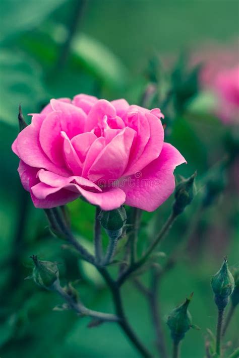 Single Pink Rose In The Garden Pink Flower Nature Background Bright