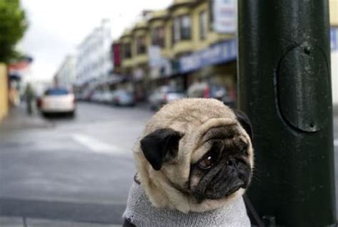 19 Sad Puppies Guaranteed To Ruin Your Day The Hollywood Gossip