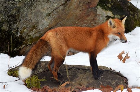 Red Fox A Brief Natural And Social History Catherine