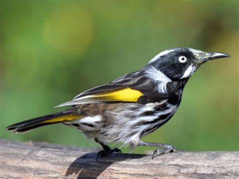 Regent Honeyeater Endangered Species Supporters Australia Protect