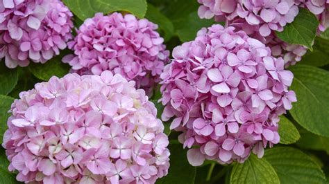 Here S Why Your Hydrangeas Aren T Blooming