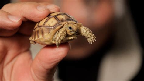 All You Need To Know About Dessert Tortoise Care With Images
