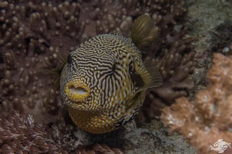 Map Pufferfish Facts And Photographs Seaunseen
