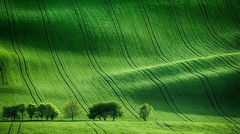 Green Meadow Field Hd Wallpaper Peakpx