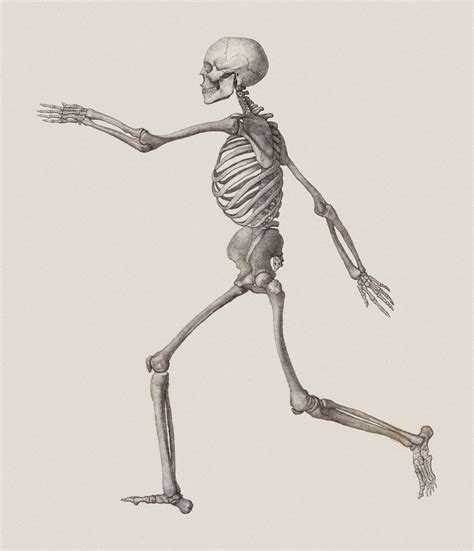 Human Skeleton Drawing Anatomy Art Surface View