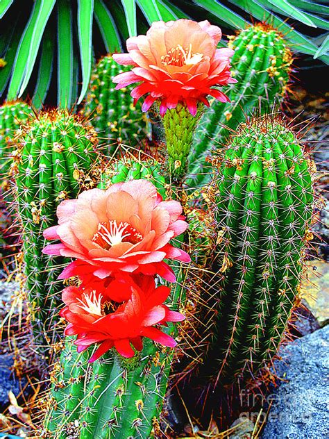 Cactus Blooming Arizona Desert Photograph By Merton Allen