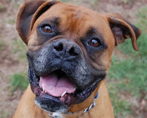 5 Reasons Its Literally Impossible Not To Love A Boxer