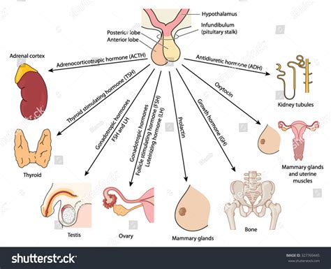 Pituitary Hormones And The Organs Affected By Them Showing The Basic