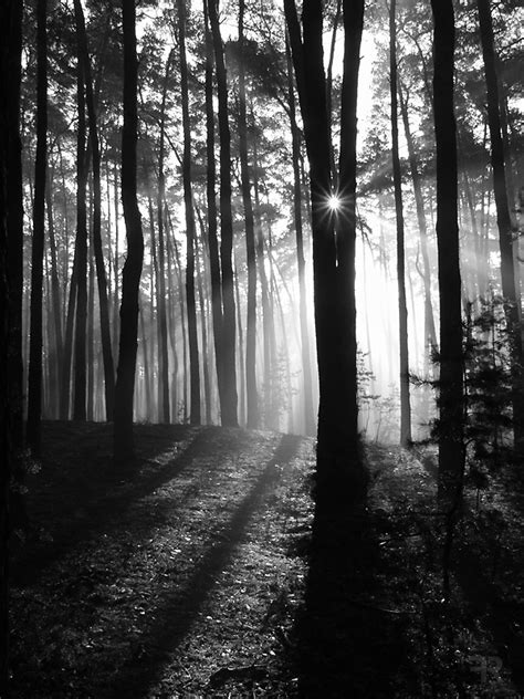 Magical Foggy Forest 1 By Filipr8 On Deviantart