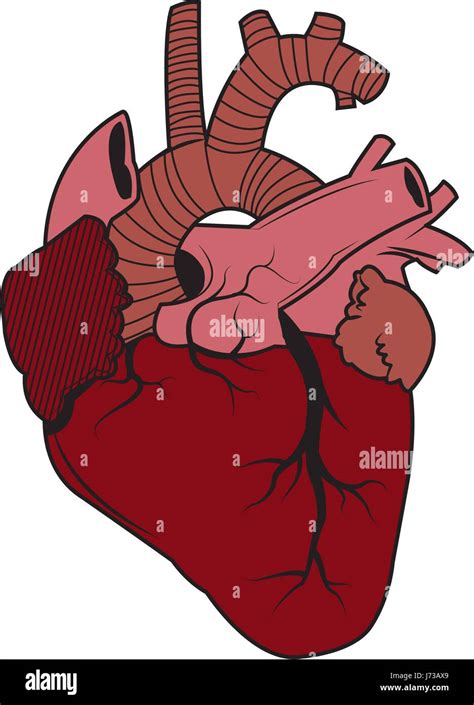 Human Heart Anatomy Biology Healthy Image Stock Vector Art