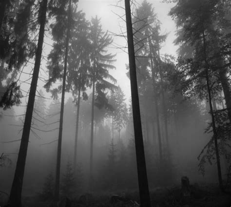 Black And White Woods Wallpaper Photos