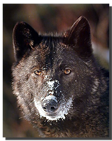 Black Wolf Poster Animal Posters Wolf Posters