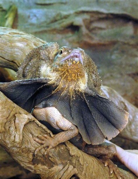 Frilled Lizard Reptile And Grow