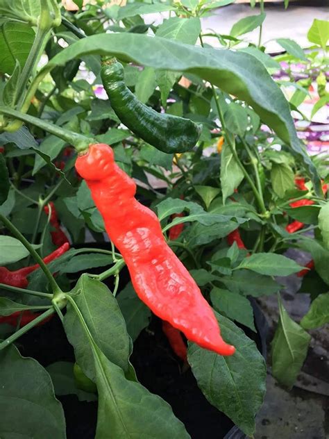 Ghostly Jalapeno Hot Pepper Premium Seed Packet Ghost Bhut Jolokia