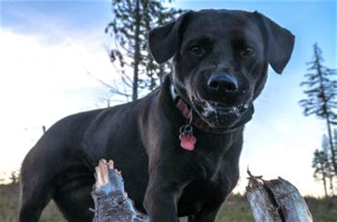 labrottie labrador retriever rottweiler mix info puppies pictures