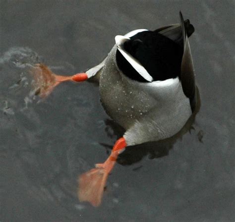 Duck Butt Flickr Photo Sharing