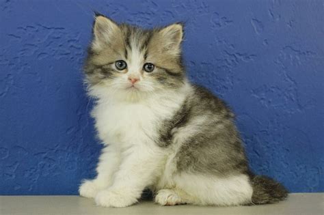 When you adopt love, you're changing their life and yours. Ragdoll Kittens For Sale Near Me Buy Ragdoll Kitten