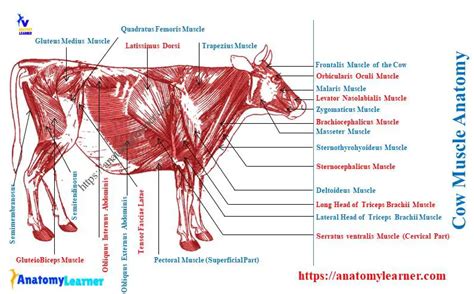 Cow Muscle Anatomy Bovine Myology Identification Anatomylearner