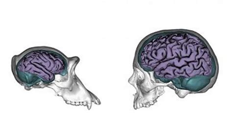 Human Brains Evolved To Be More Responsive To Environmental Influences