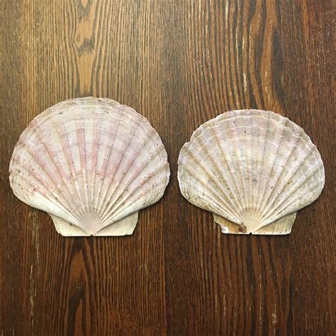 Vintage Flat Scallop Sea Shells Largemedium Size 4 5 Inch Etsy Uk