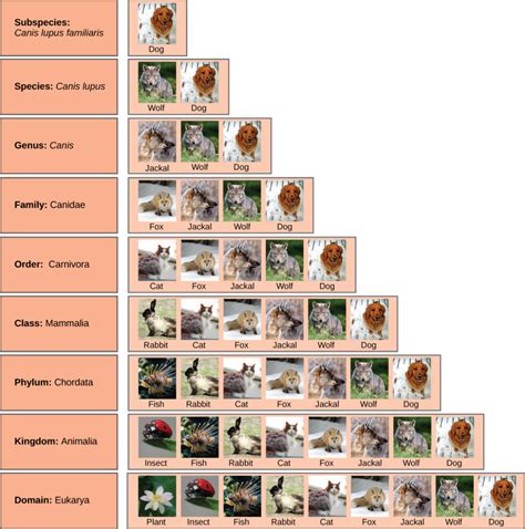 Species Dog Illustration Shows The Taxonomic Groups Shared By Various