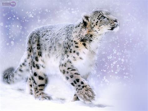 Free Download Leopard Wallpapers Animal Spot 1600x1200 For Your