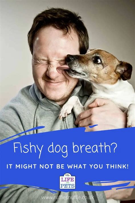 Stinky Fish Dog Breath And How To Get Rid Of It