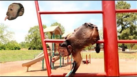 Monkey Visits Playground Youtube
