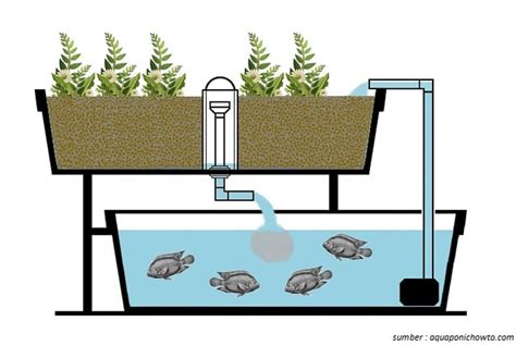 Aquaponik Cara Budidaya Ikan Dan Tanaman Di Rumah