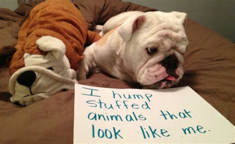 5 Reasons Dogs Hump That Have Nothing To Do With S E X Barkpost